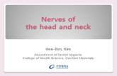 Nerves of the head and neck - KOCWcontents.kocw.net/KOCW/document/2014/gacheon/kimheeeun1/... · 2016-09-09 · Trigeminal Nerve (CN. V) Motor portion muscles of mastication Sensory