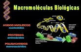 ACIDOS NUCLEICOS nucleotidos PROTEINAS aminoácidos …csbg.cnb.csic.es/cursos/Complutense/Complutense2007/pages/01_… · ACIDOS NUCLEICOS nucleotidos PROTEINAS aminoácidos POLISACARIDOS