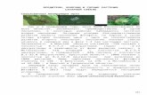 Вредители зерновых культур€¦ · Web viewAmaranthus retroflexus L.) и ромашки (трёхрёберника) непахучего (Matricaria perforate