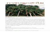 2 สรรพคุณของล ําไย - Kasetsart Universityeto.ku.ac.th/neweto/e-book/plant/tree_fruit/puklamyai.pdf · 2019-09-24 · 1. ลําไย ใช้รับประทานสดเป