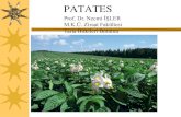 Patates bitkisinde Toprak üstü organlar › files › 898-c54fe492-789d-41c6-9fc9... · Patates yumrularından faydalanmanın pek çok yöntemi vardır. Ülkelerin gelenek ve göreneklerine
