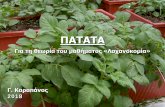 ΠΑΤΑΤΑ ΑΤΑΤΑ.pdfΕίδος: Solanum tuberosum L. Οικογένεια: Solanaceae (Σολανώδη) • Η καλλιεργούμενη πατάτα προέρχεται
