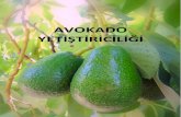 AVOKADO - tarimorman.gov.tr · Dr. Süleyman BAYRAM Avokado Yetiştiriciliği 2 Genel Bilgiler ‘Avokado [ ismi İspanyolcadan (aquacate veyaahuacate) türemiş olmakla birlikte,