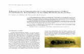 Influencia de la infestación de Cydia fagiglandana ...€¦ · Palabras clave: Lepidoptera, Tortricidae, Cydia fagiglandana, Quercus INTRODUCCIÓN Cydiafagiglandana (Figs. 1 y 2)