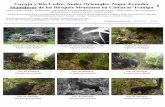 Cuyuja y Río Cedro, Andes Orientales, Napo, Ecuador 1 ...fieldguides.fieldmuseum.org/sites/default/files/... · Oso de anteojos Tremarctos ornatus Tapir de montaña Tapirus pinchaque
