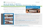 증강 현실을 지원하는 Visible Body Human Anatomy Atlas · 2020-05-15 · Human Anatomy Atlas 2018의 증강 현실 기능은 해부용 인체 또는 표본이 실제 로 실험실에