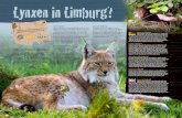 Lynxen in Limburg? - GaiaZOO · 2013-04-03 · In Limburg every now and then there are reports about lynx sightings and footprints. They probably come from the German Eiffel or Belgian
