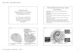 Diversidad de formas, retos Capítulo 40 comunes ...academic.uprm.edu/~fbird/Biol 3052/3052-2016-cap-40-ppt.pdf · de tejido epitelial. BIOL 3052 - Histología Animal Dr. Fernando