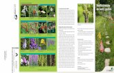 Una scelta alternativa di piante indigene Alberi Arbusti bvokîv … · 2015-04-29 · Vantaggi delle piante selvatiche indigene Scegliendo le specie indigene per il vostro giardino