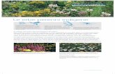 Le erbe perenni indigene - Stiftung Natur & Wirtschaft · 2020-01-21 · Le erbe perenni indigene, in confronto a piante esotiche, a fiori . selezionati, hanno maggiore valore ecologico.