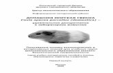 ДОМАШНЯЯ МОРСКАЯ СВИНКАimk-ceo-mgddjut.narod.ru/morskaja_svinka.pdf · 2013-04-03 · 3 ДОМАШНЯЯ МОРСКАЯ СВИНКА Cavia aperea porcellus (domestica)