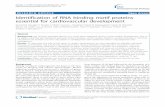 RESEARCH ARTICLE Open Access Identification of RNA binding ... · RESEARCH ARTICLE Open Access Identification of RNA binding motif proteins essential for cardiovascular development