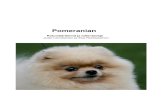 Pomeranian – rotumääritelmä ja tulkintaa · kaikki värit ovat kirkkaita. Paksu aluskarva antaa turkkiin tuuheuden ja mahdollistaa päällyskarvan pysymisen pystyssä. Karkea