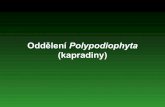 Oddělení Polypodiophyta - Přírodovědecká fakulta MUNIOddělení Polypodiophyta (kapradiny) heteromorfická rodozměna obdobná jako u plavuní a přesliček čili sporofyt zcela