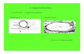 Miadesmia Lepidocarpon - Eötvös Loránd Universityramet.elte.hu/~podani/NOVR10.pdf · Equisetophyta Pan-Monilophyta Monilophyta Pan-Filicophyta c Euphyllophyta –valódi levelűek