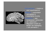 Diencephalon – thalamus and hypothalamus. Midbrain ... · Diencephalon – thalamus and hypothalamus. Midbrain – controleert zintuiglijke & motorische functie. Cerebellum –aan