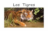 Los Tigres - laymansbookstore.com€¦ · Los tigres pueden ser de color anaranjado, blanco, o dorado. Los tigres blancos y dorados son raros y mayormente se encuentran en los zoológicos.