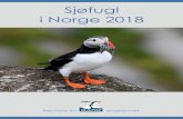 Sjøfugl i Norge 2018...Svalbard, og trenden er også klart negativ i perioden 2008 –2018. For de andre kystnære artene var bildet relativt sammensatt. Sildemåke økte med 92 %