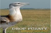 DROP FÚZATÝ - sopsr.sk stepi_nahlad.pdf · Drop fúzatý (Otis tarda) patrí medzi najťažšie lietajú-ce vtáky sveta. Má dlhý krk a silný zobák. Na dlhých nohách chýba