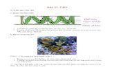 BÀI 37: TẢO€¦ · Web viewBÀI 37: TẢO 1. Cấu tạo của tảo a. Quan sát tảo xoắn Cơ thể tảo xoắn là cơ thể đa bào, có màu lục, hình sợi. Chúng