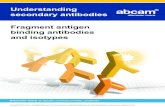 Understanding secondary antibodies Fragment …...fragment antibodies are smaller than whole IgG antibodies and hence can penetrate tissues easier. This is a definite advantage in
