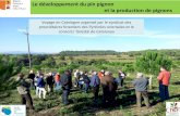 Le développement du pin pignon et la production de pignons · 2015-02-20 · Voyage en Catalogne organisé par le syndicat des propriétaires forestiers des Pyrénées orientales