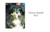 Tib t M tiffTibetan Mastiff 藏獒 › upload_image › TM_PRC_ENG.pdf · Tibetan Mastiff has from its origin lives and adapted high mountain altitude with cold/wet weather and live