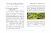 Découverte dans le Puy-de-Dôme Historique des découvertes ...Description de l’Epipactis exilis du Puy-de-Dôme La morphologie des plantes observées dans le Puy-de-Dôme apparaît