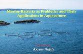 Marine Bacteria as Probiotics and Their Applications in Aquaculture › UploadedFiles › gFiles › Probiotics__53ee7441.pdf · Marine Bacteria as Probiotics and Their Applications