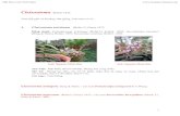 Cleisostoma Blume 1825 - Hoa Lan Viet Nam · 2017-06-23 · Mô tả: Phong lan, lá hình ống. Chùm hoa dài 15-25 phân, hoa 20-30 chiếc, to 1.2 phân, nở vào mùa Hạ-Thu.