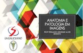 ANATOMIA E PATOLOGIA EM IMAGENS · 2020-05-22 · ANATOMIA E PATOLOGIA EM IMAGENS PROF FERNANDO HENRIQUE ALVES BENEDITO. Exames de ... Ultrassonografia do abdome superior Ultrassonografia