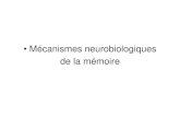 Mécanismes neurobiologiques de la mémoire · 2013-01-27 · Frederic SKINNER) (illustration diapo suivante). – L’animal apprend à faire une association entre une réponse correcte