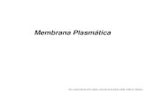 Membrana Plasmática - Iniciosgpwe.izt.uam.mx/.../Presentaciones_EFC_II/Membrana_.pdfProteínas Funciones: •Transportan moléculas especiales hacia el interior y exterior celular.