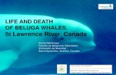 LIFE AND DEATH OF BELUGA WHALES, St Lawrence River, … › assets › ...Beluga from the St Lawrence River, Canada • Southernmost population of the species • Permanent • SLE: