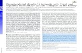 Phosphorylated claudin-16 interacts with Trpv5 and ... › content › pnas › 116 › 38 › 19176.full.pdf · Phosphorylated claudin-16 interacts with Trpv5 and regulates transcellular