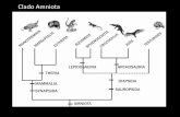 Clado Amniota - ZOOLOGIA GENERALzoologiageneral.com.ar/datos/TEORICOS/Sauropsida sin aves.pdf · - Huevo amniota (cordados conquistan el medio terrestre). - Un solo cóndilo occipital