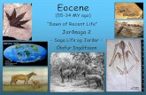 Eocene - University of Iceland › ~oi › Historical Geology pdf › Fyrirlestur 3 - Eocene.pdfEocene, the mammals could spread from Asia to Europe and across the north pole areas