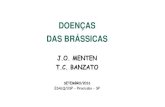 DOENÇAS DAS BRÁSSICAS - Moodle USP: e-Disciplinas › pluginfile.php › 1840369...Couve-Flor (Brassica oleracea var. botrytis) BRÁSSICAS Mostarda (Brassica juncea) Nabo (Brassica