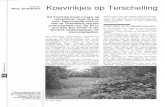 De Vlinderstichting › docs › 1d0c2133-5... · Koevinkjes op de Waddeneilanden In de periode voor 1980 is het Koevinkje waargenomen op de Waddeneilanden Vlieland, Terschelling