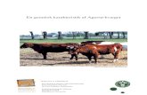 En genetisk karakteristik af Agersø-kvæget...En genetisk karakteristik af Agersø-kvæget Agersø-kvæget (foto Stig Benzon) Rapporten er udarbejdet af Kim Bidstrup Withen, Specialestuderende