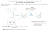 Microencapsulation d’agents microbiens (cellules rhizobiennes) … · 2020-04-06 · Microencapsulation d’agents microbiens (cellules rhizobiennes) par procédé de coacervation
