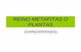 REINO METAFITAS O PLANTAS - IES Sierra Sur · 2011-02-10 · REINO METAFITAS O PLANTAS (GIMNOSPERMAS) GIMNOSPERMAS. CICADOFITOS. Cicas revoluta. GIMNOSPERMAS. GINKGOFITOS. Ginkgo