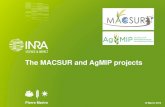The MACSUR and AgMIP projects › ...• Ideotype design. UREP Clermon-Ferrand (G. Bellocchi) PaSim •CC Vulnerability ... Cultivar (qualitative phenology information) Observed phenology