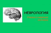 НЕВРОЛОГИЯbio.bsu.by › physioha › files › anatomy9_1.pdfНейрон (нейроцит, нервная клетка) –структурно- функциональная
