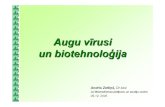 Augu vīrusi un biotehnoloģija - LUeeb.lu.lv/grozs/Mikrobiologijas/Plant_virus_biotech_AZ.pdf · - hiperplāzija–pāatrinātas šūnu dalīšanās rezultātā morfoloģiski netipisku