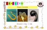 A N NE L I D A - MWITdeardean/pdf4ppt/biodiver/animalia2_2.pdf · Phylum Annelida A N NE L I D A  Annulus = ring + -ida