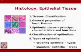 Histology, Epithelial Tissue · 2020-04-21 · Histology, Epithelial Tissue 1.Tissues. Classification 2.General properties of basic tissues 3.Epithelial tissue –principal characteristics