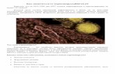 Как защититься от коронавируса2019-nCoVtpk1.ru/novosti/nov291.pdf · 2020-02-04 · Как защититься от ... Ежегодно от осложнений