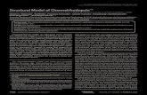 StructuralModelofChannelrhodopsin S Biol Chem 2012.pdfidentified ChR of the halophilic alga Dunaliella salina.Inthe present model, we identify remarkable structural motifs that may