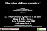 What drives wild boar populations?fawf.wald-rlp.de › ... › fawf › ... › E › Hohmann_what_drives_Wild_boar_… · International Symposium on Wild Boar & Other Suids Luxemburg